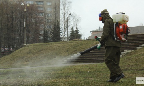 В Кировской области клещи укусили почти 7000 человек