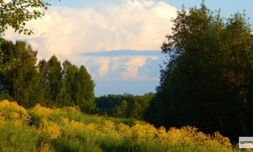 Чепчанам разрешили ходить в лес