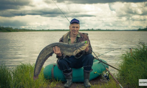 В Кировской области гигантский сом целый час таскал рыбака по реке