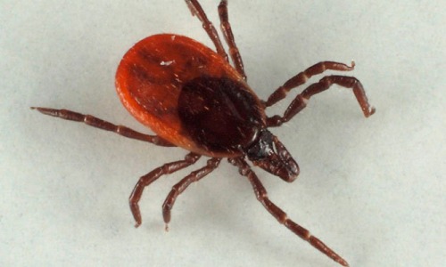 В Кирово-Чепецком районе прошел пик активности клещей