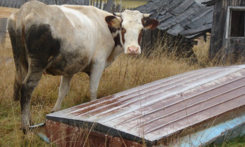 В Кировской области кормят коров шоколадом и доят их под классическую музыку