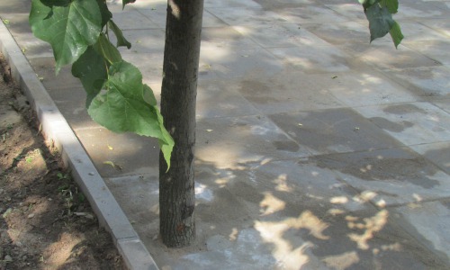 ФОТО: В Кирово-Чепецке деревья закатали в асфальт