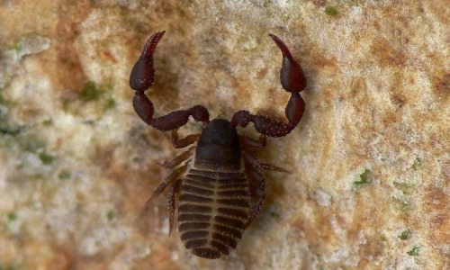 Жительницу Кировской области испугали лжескорпионы, которые ползали по берегу Вятки