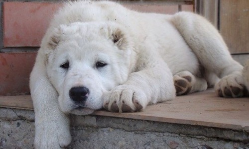 В Чепецке полицейские раскрыли кражу породистого щенка