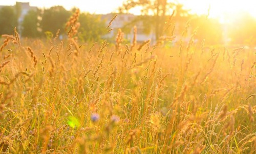 Погода в Кирово-Чепецке: август обещает быть жарким