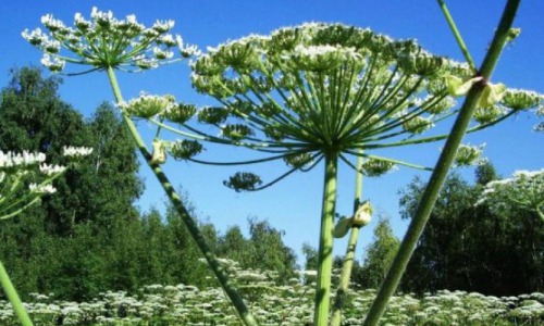  В Кировской области за борщевиком следят из космоса