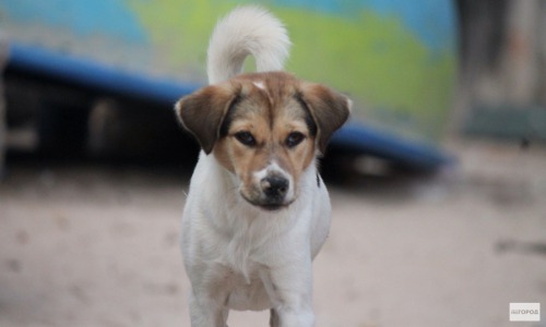 В Кирово-Чепецке построят площадки для выгула собак