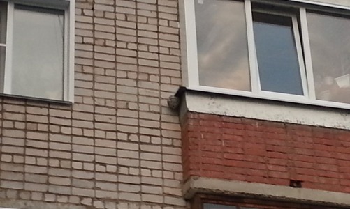 Что делать, если осы слепили гнездо на балконе?