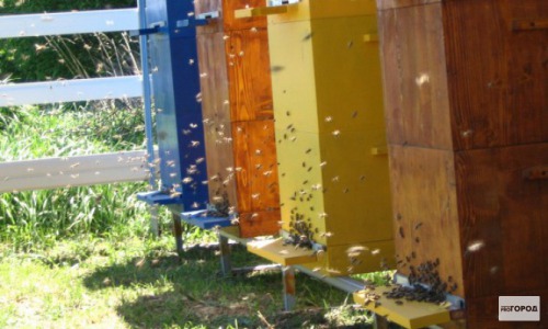 В Кировской области пчеловод упал на бензопилу с пятиметровой высоты