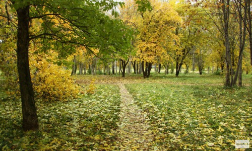 Первая неделя осени: в Кирово-Чепецке будет тепло