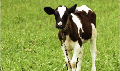 В Кирово-Чепецке хозяин быка заплатит 5000 рублей за испорченную теплицу и помидоры