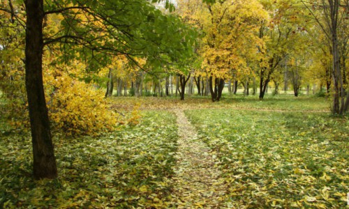 В День города в Кирово-Чепецке будет ясно и тепло