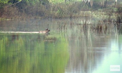 В Кировской области браконьер убил лося металлическим тросом