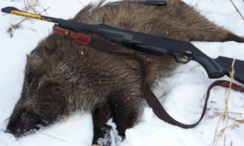 Чепчанин за то, что ранил кабана, заплатит 20 тысяч рублей