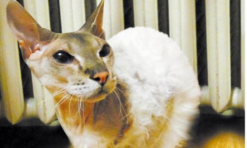 В Кирово-Чепецке жильцы дома на день останутся без отопления и горячей воды