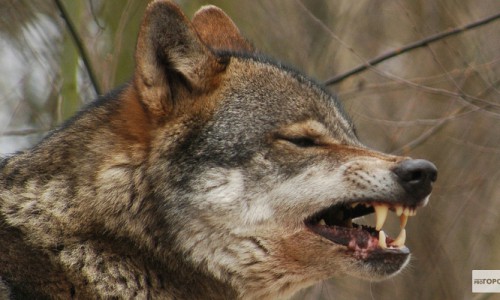 В Кировской области волки напали на собак: одна из них погибла, другая сильно пострадала