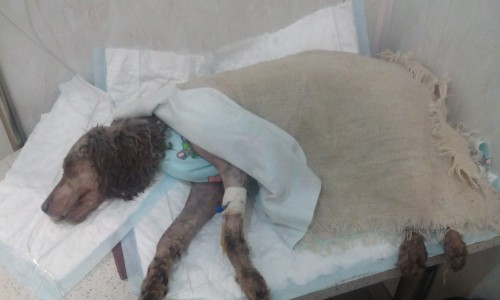 В Чепецке смертельно больную собаку отдали на усыпление, но та вернулась к хозяину живой