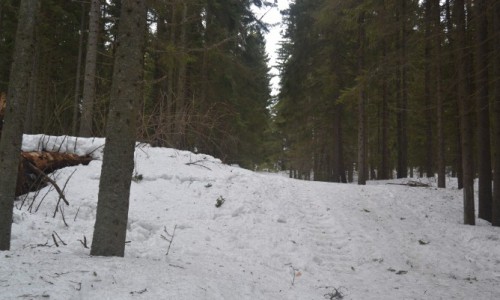 В Кировской области трое мужчин вывезли 18-летнюю девушку в лес и изнасиловали