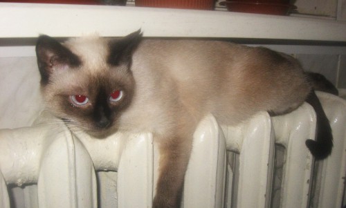 В Кирово-Чепецке несколько домов останутся без тепла и горячей воды