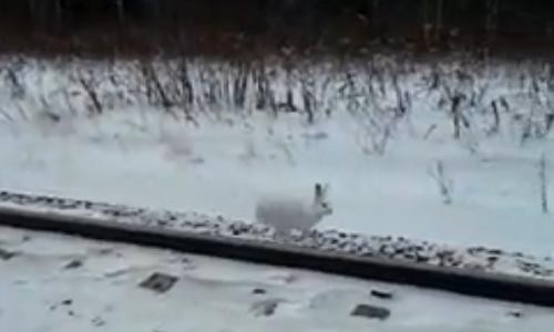 Кировчанин снял на видео зайца-путешественника