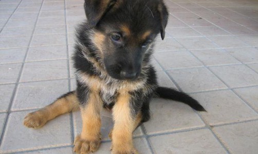 Елена Косторная, которая сожгла щенка в печи, хочет подать иск в суд за клевету