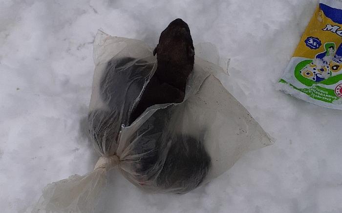 В Кировской области неизвестные оставили в мусорном баке пакет с живыми щенками