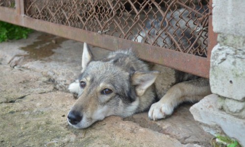 Зоозащитники предупреждают, что 20 января в Кирово-Чепецке будут орудовать убийцы собак