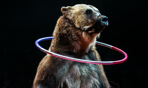 Кировский медведь Тима стал героем фильма-участника Каннского кинофестиваля