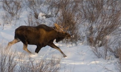 Чепчане незаконно убили двух лосей