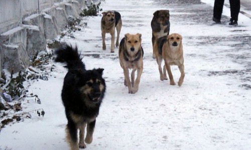 В Кирово-Чепецком районе зафиксирован случай бешенства у животного: чепчанам советуют быть осторожнее