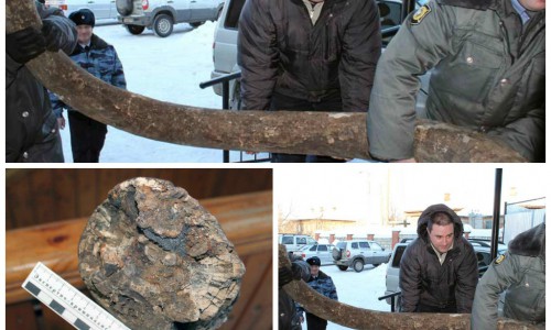 В Кировской области мужчина хранил в своем гараже бивни мамонта, найденные во время рыбалки