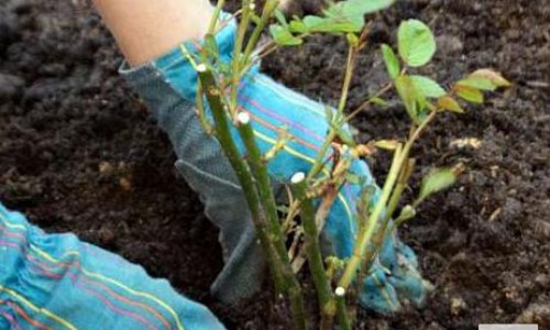 Кирово-Чепецкие школьники разобьют сад, посвященный победе в Великой Отечественной войне