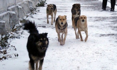 В одном из районов Кировской области ввели карантин по бешенству