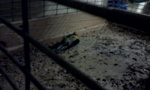 В Кирове затопило зоомагазин, все животные погибли