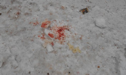 В Кирове у мусорного контейнера был найден труп младенца