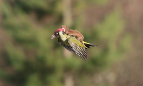 Фото ласки, летящей на дятле, покорило пользователей Интернета: кировские охотоведы объяснили, в чем секрет