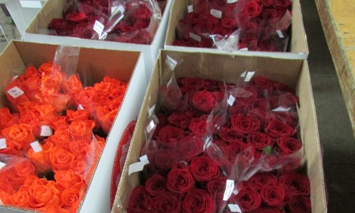 В Кирово-Чепецк привезли 50 тысяч цветов