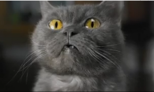 Кошка из Кировской области снялась в рекламе мобильного оператора за 200 000 рублей