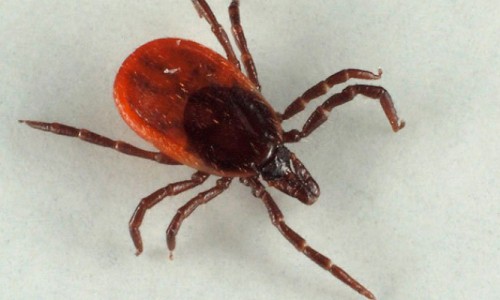 Будьте осторожны! В Кирово-Чепецке зарегистрирован первый укус клеща