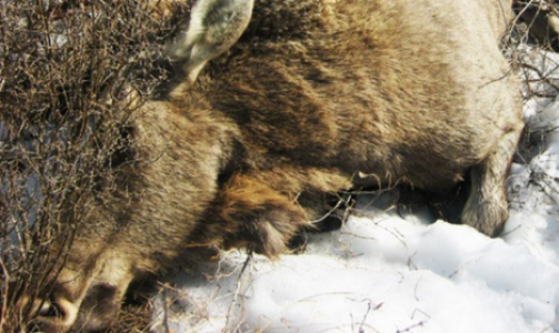 В Кировской области браконьеры вновь убили лосиху с лосенком