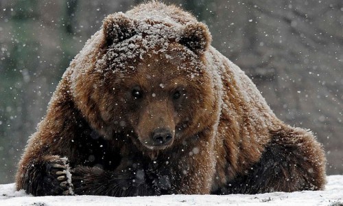 В Кировской области медведи начали выходить из берлог после зимней спячки
