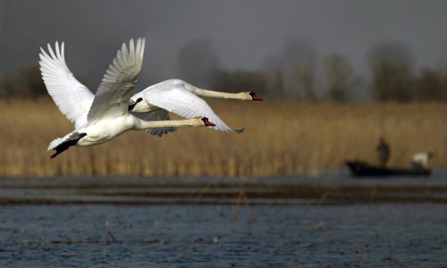 Видео: в Кировскую область прилетели лебеди