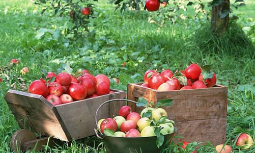 Дачный сезон-2015: как добиться богатого урожая?