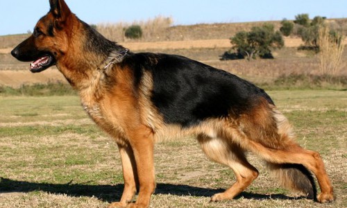 В Чепецке с территории Всехсвятской Церкви украли немецкую овчарку