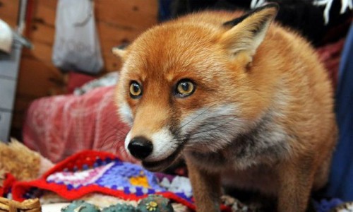 В Кировской области раненая лиса забралась в один из жилых дворов