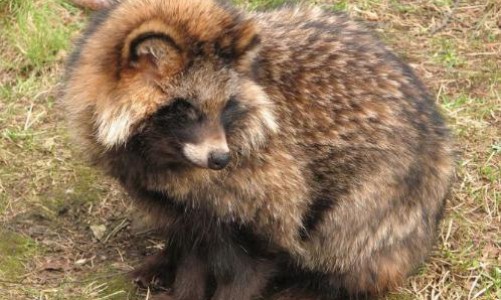 В Кировской области ребенок играл в песочнице с бешеной енотовидной собакой