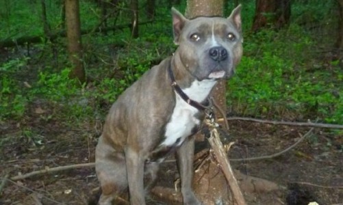 В Кирово-Чепецке хозяева привязали собаку к дереву и оставили ее умирать