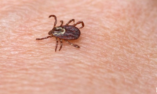 В Кировской области клещи покусали около 3 000 человек: сколько пострадавших в Кирово-Чепецке?