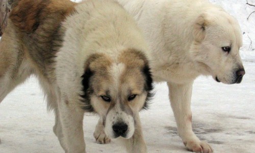 В Кирово-Чепецком районе овчарка обезобразила лицо 5-летней девочки