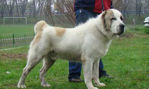 В Кирово-Чепецком районе собака откусила часть лица 5-летней девочки: репортаж с места происшествия